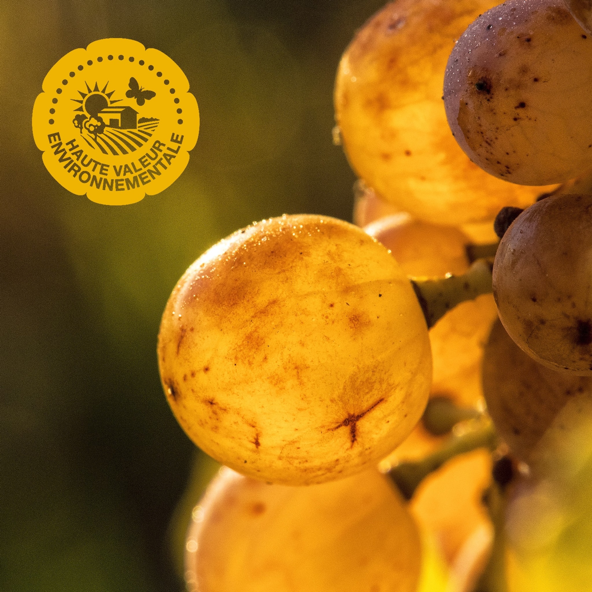 唯浓酒庄(Chateau de RayneVigneau)(法国波尔多)